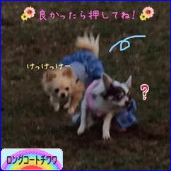 にほんブログ村 犬ブログ ロングコートチワワへ