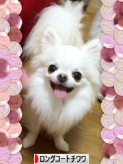 にほんブログ村 犬ブログ ロングコートチワワへ