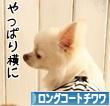 にほんブログ村 犬ブログ ロングコートチワワへ