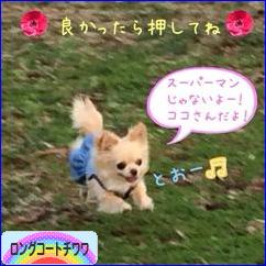 にほんブログ村 犬ブログ ロングコートチワワへ