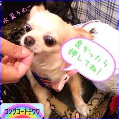 にほんブログ村 犬ブログ ロングコートチワワへ