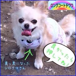 にほんブログ村 犬ブログ ロングコートチワワへ