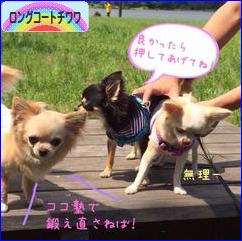 にほんブログ村 犬ブログ ロングコートチワワへ