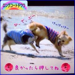にほんブログ村 犬ブログ ロングコートチワワへ
