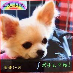 にほんブログ村 犬ブログ ロングコートチワワへ