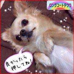 にほんブログ村 犬ブログ ロングコートチワワへ