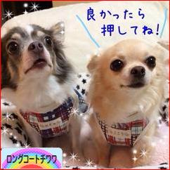 にほんブログ村 犬ブログ ロングコートチワワへ