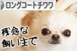 にほんブログ村 犬ブログ ロングコートチワワへ