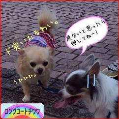にほんブログ村 犬ブログ ロングコートチワワへ