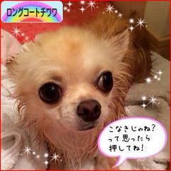 にほんブログ村 犬ブログ ロングコートチワワへ