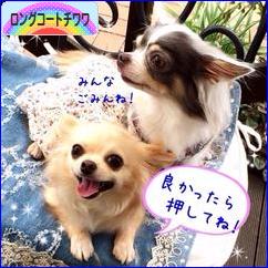 にほんブログ村 犬ブログ ロングコートチワワへ