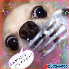 にほんブログ村 犬ブログ ロングコートチワワへ