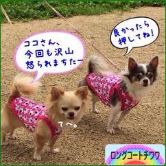 にほんブログ村 犬ブログ ロングコートチワワへ