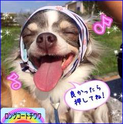 にほんブログ村 犬ブログ ロングコートチワワへ