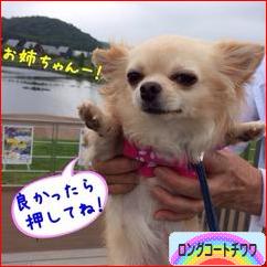 にほんブログ村 犬ブログ ロングコートチワワへ