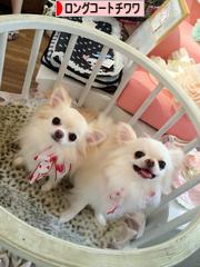 にほんブログ村 犬ブログ ロングコートチワワへ