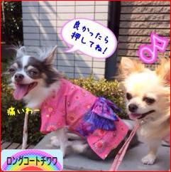 にほんブログ村 犬ブログ ロングコートチワワへ