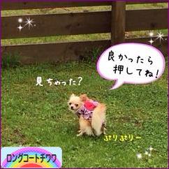 にほんブログ村 犬ブログ ロングコートチワワへ