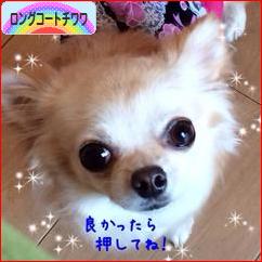 にほんブログ村 犬ブログ ロングコートチワワへ