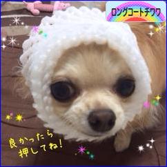 にほんブログ村 犬ブログ ロングコートチワワへ