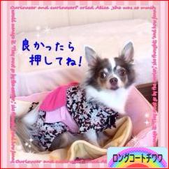 にほんブログ村 犬ブログ ロングコートチワワへ