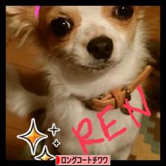 にほんブログ村 犬ブログ ロングコートチワワへ