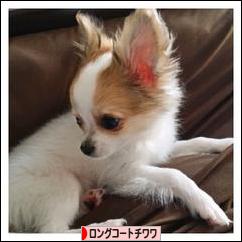にほんブログ村 犬ブログ ロングコートチワワへ
