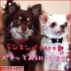 にほんブログ村 犬ブログ ロングコートチワワへ