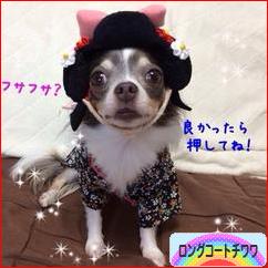 にほんブログ村 犬ブログ ロングコートチワワへ