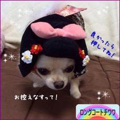 にほんブログ村 犬ブログ ロングコートチワワへ