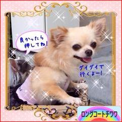 にほんブログ村 犬ブログ ロングコートチワワへ