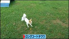 にほんブログ村 犬ブログ ロングコートチワワへ