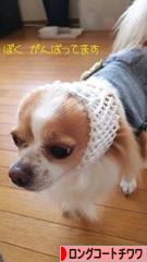 にほんブログ村 犬ブログ ロングコートチワワへ