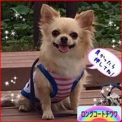 にほんブログ村 犬ブログ ロングコートチワワへ