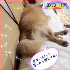 にほんブログ村 犬ブログ ロングコートチワワへ