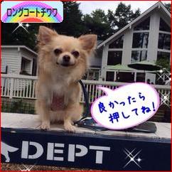 にほんブログ村 犬ブログ ロングコートチワワへ