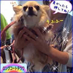 にほんブログ村 犬ブログ ロングコートチワワへ
