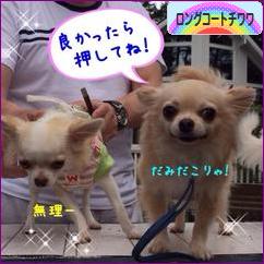 にほんブログ村 犬ブログ ロングコートチワワへ