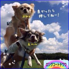 にほんブログ村 犬ブログ ロングコートチワワへ