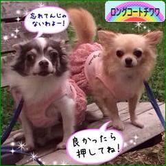 にほんブログ村 犬ブログ ロングコートチワワへ