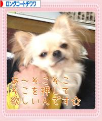 にほんブログ村 犬ブログ ロングコートチワワへ