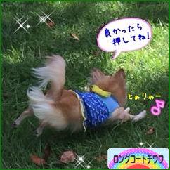 にほんブログ村 犬ブログ ロングコートチワワへ