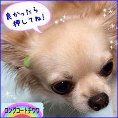 にほんブログ村 犬ブログ ロングコートチワワへ