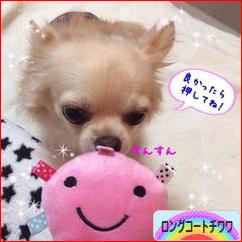 にほんブログ村 犬ブログ ロングコートチワワへ