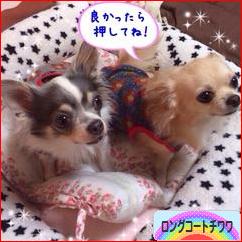 にほんブログ村 犬ブログ ロングコートチワワへ