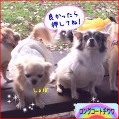 にほんブログ村 犬ブログ ロングコートチワワへ
