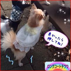 にほんブログ村 犬ブログ ロングコートチワワへ