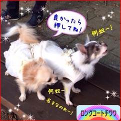 にほんブログ村 犬ブログ ロングコートチワワへ