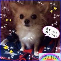 にほんブログ村 犬ブログ ロングコートチワワへ