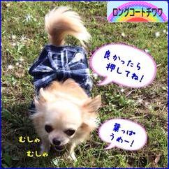 にほんブログ村 犬ブログ ロングコートチワワへ